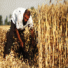 Egypt banks on bumper wheat harvest