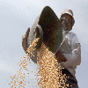  President wants Egypt to stop importing wheat within four years