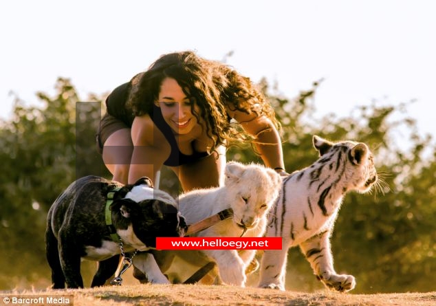 Brave English bulldog Hugo adopts a Bengal tiger, a white lion and ALL their tiger cubs in experiment by South Africa vet