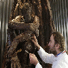 Not your average sweet treat: 15ft chocolate tree takes tasty shape in Parisian boutique