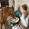  
By ELEANOR HARDING: 

It is not unusual for a pet to have the run of the house and be fed tidbits from the family table.
But a horse is hardly the average household animal. Yet Mr P, a 28in-high American miniature, is right at home in owner Katy Smith’s one-bedroom fl